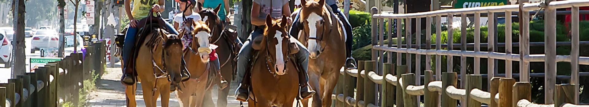 Horses on trail