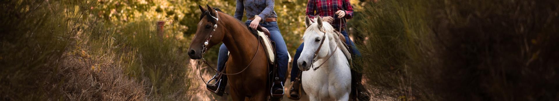 Horses on trail